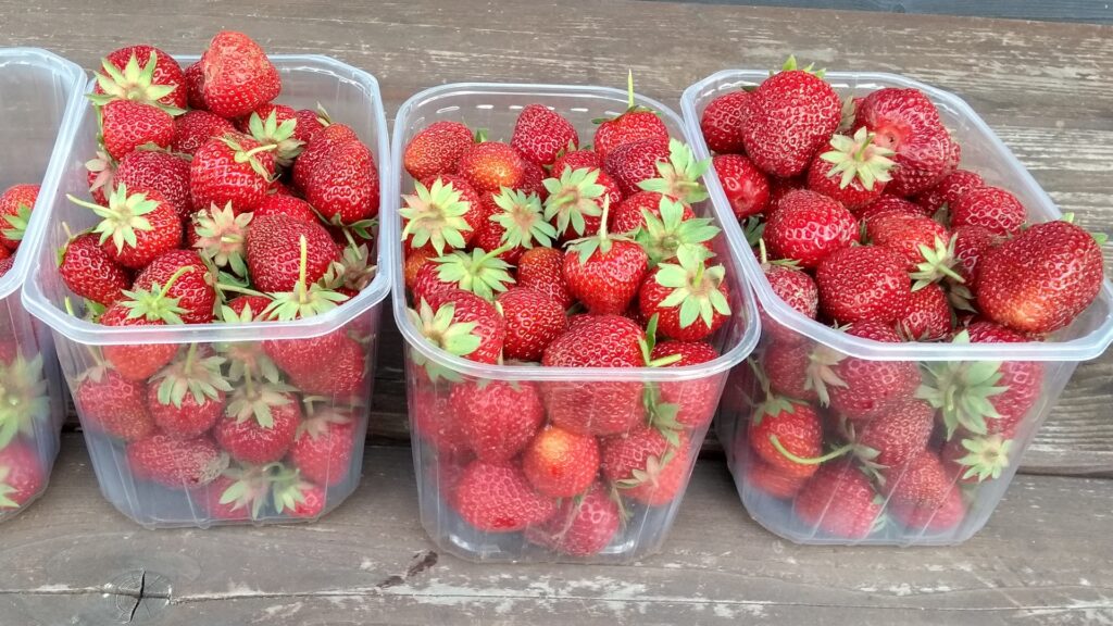 Drei Schälchen mit frischen Erdbeeren