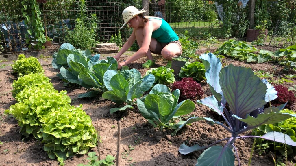 Eine Frau bei der Pflege des Gemüsebeets bei sommerlichen Sonnenschein