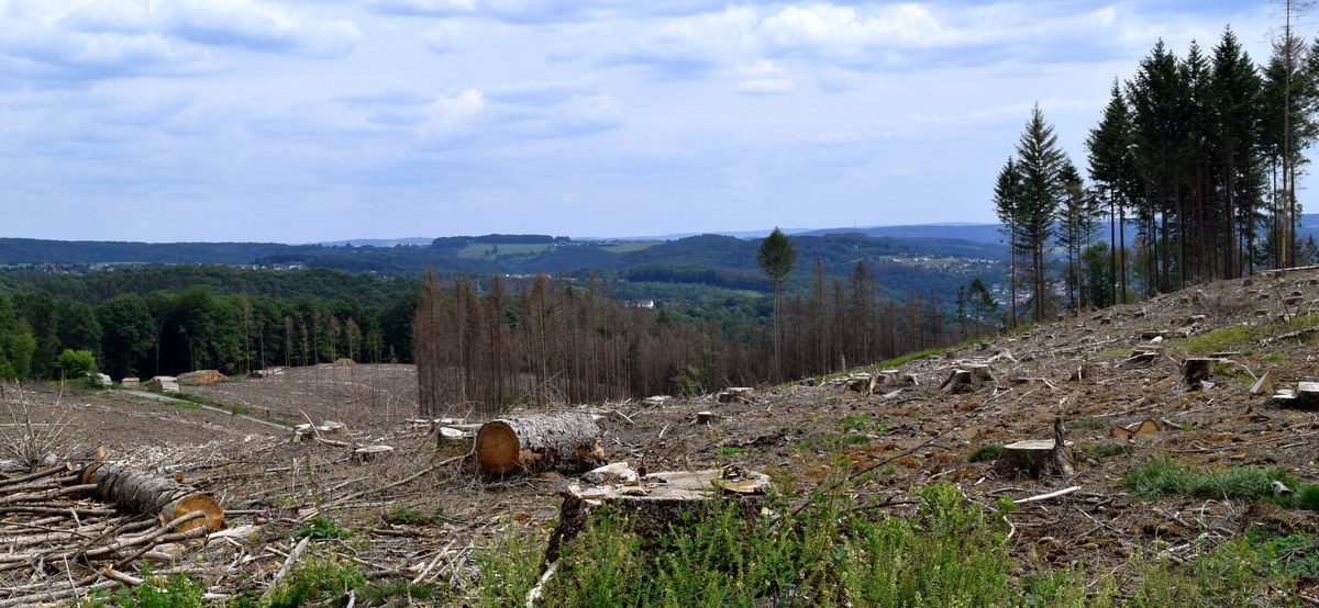 Im Vordergrund eine gerodete Waldfläche auf einem Windecker Berg, im Hintergrund das Windecker Ländchen mit Bäumen